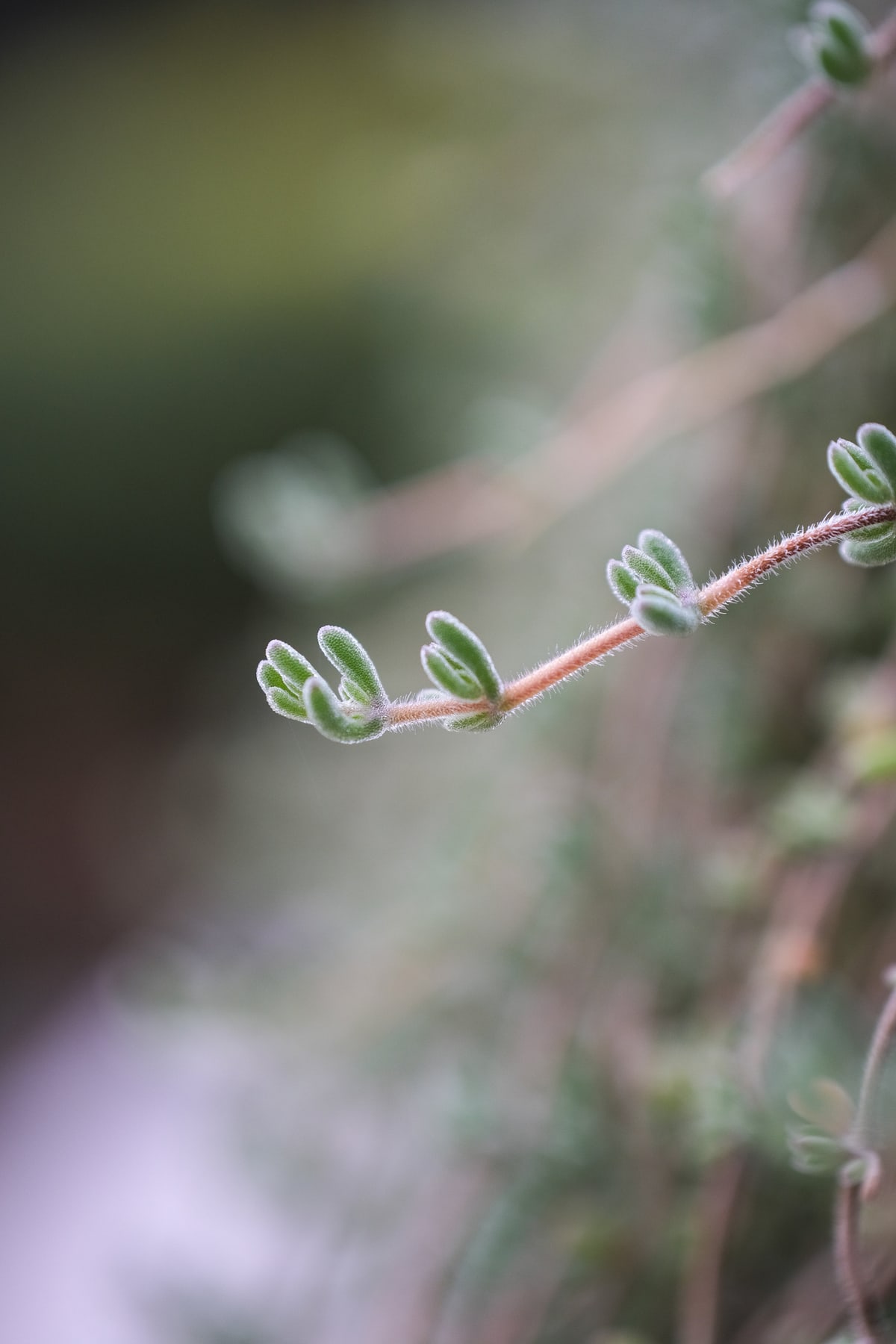 MK-60MM F2.8 Aps-C X