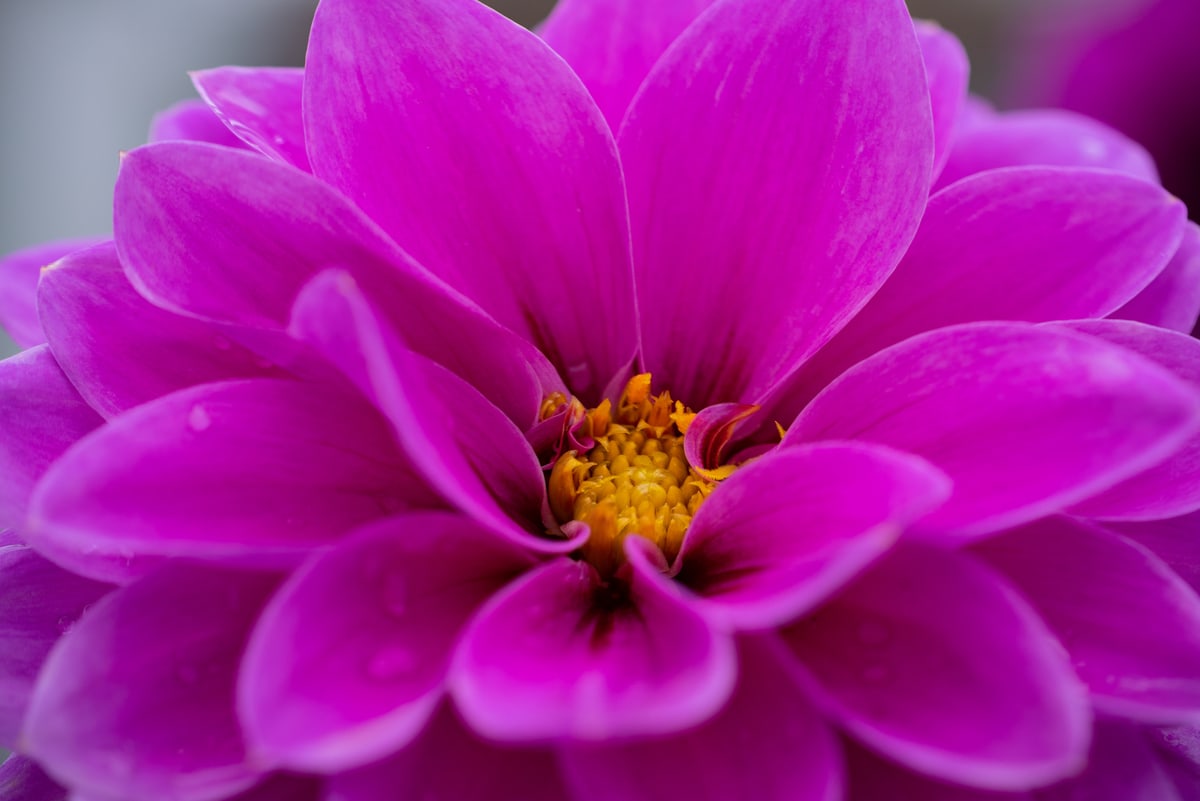 MK-60MM F2.8 Aps-C X
