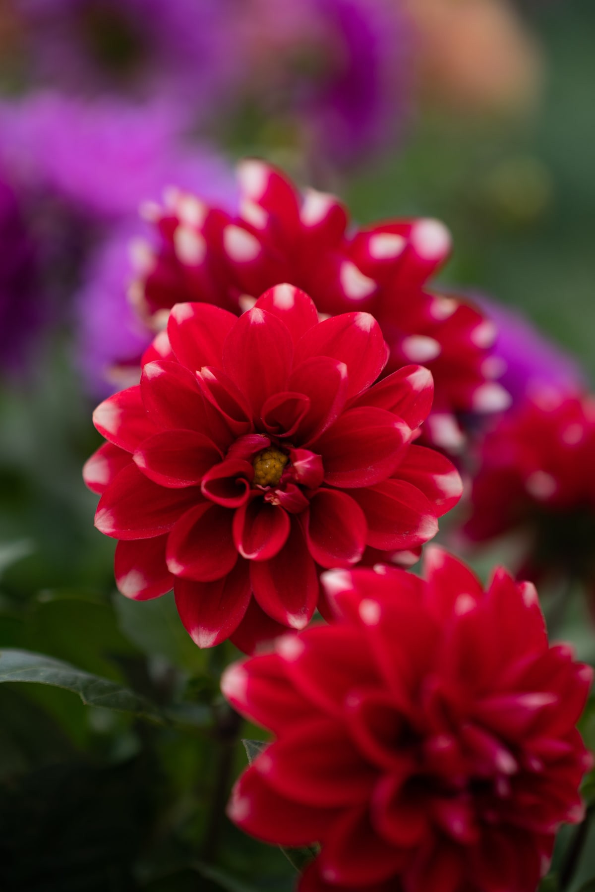 MK-60MM F2.8 Aps-C E