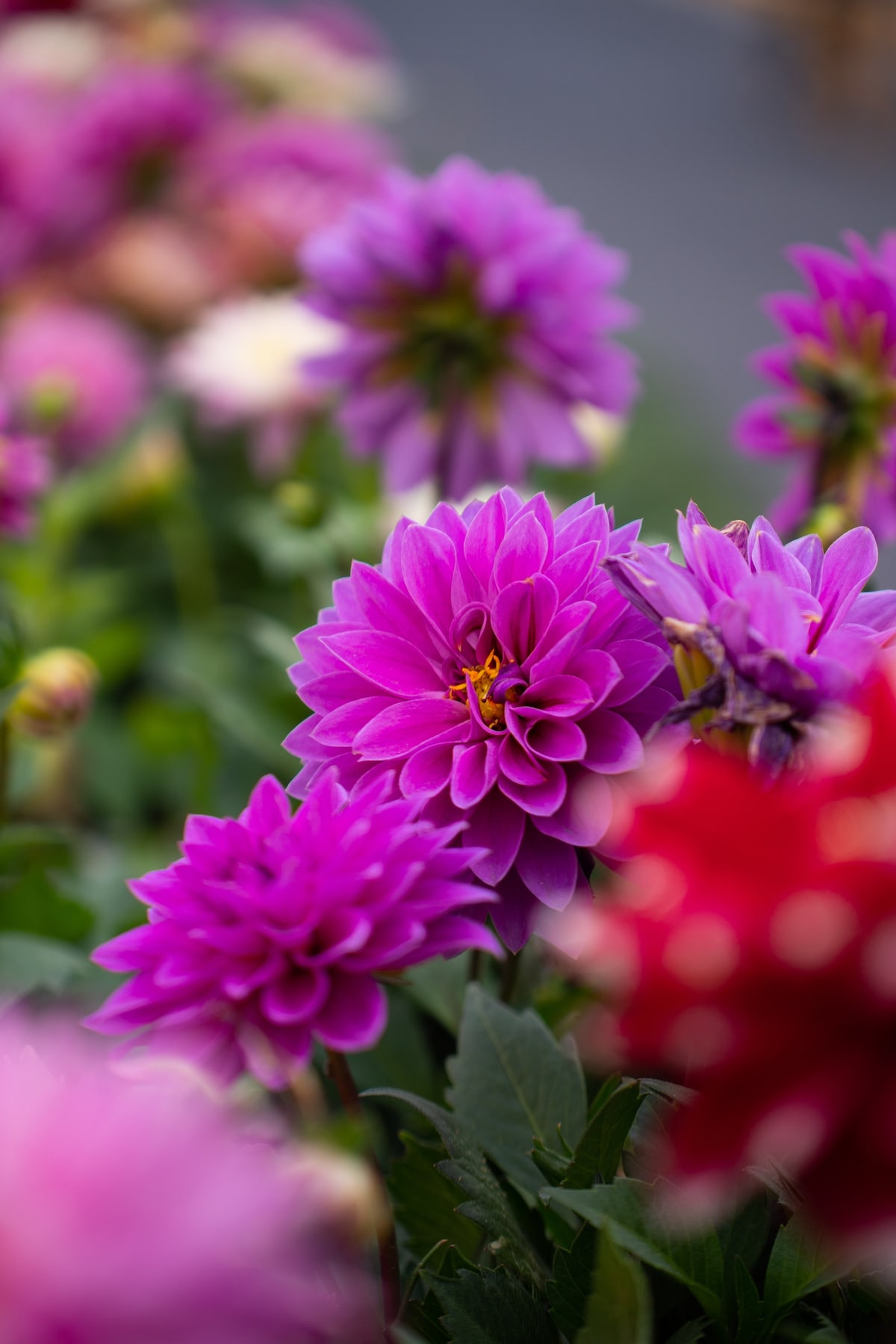 MK-60MM F2.8 Aps-C Z