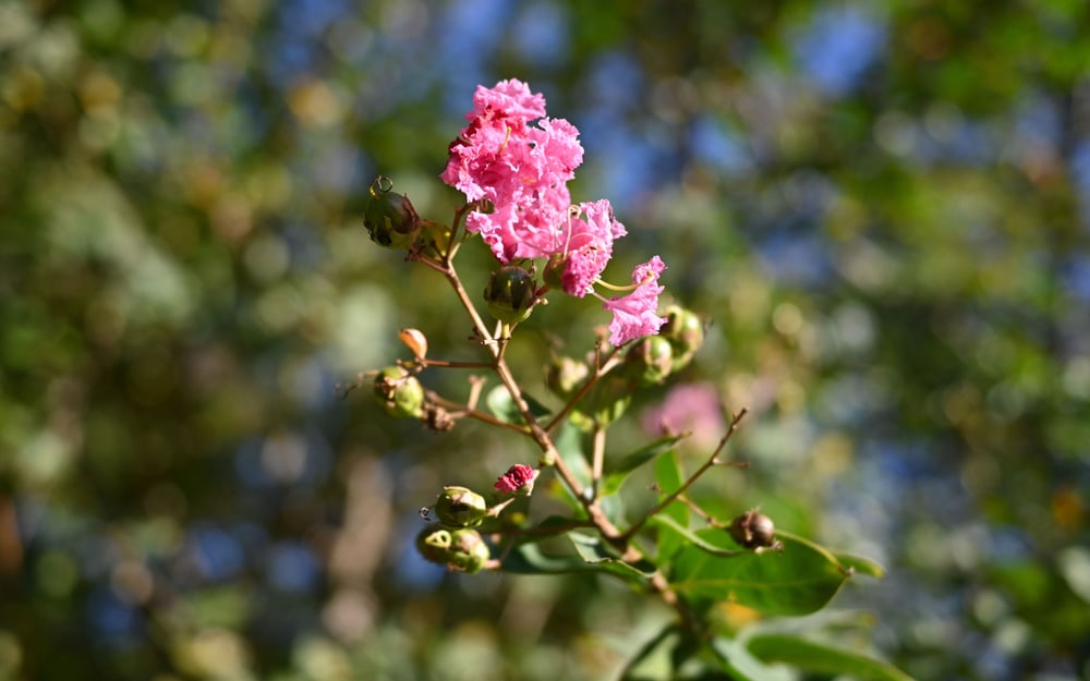 Měkký bokeh