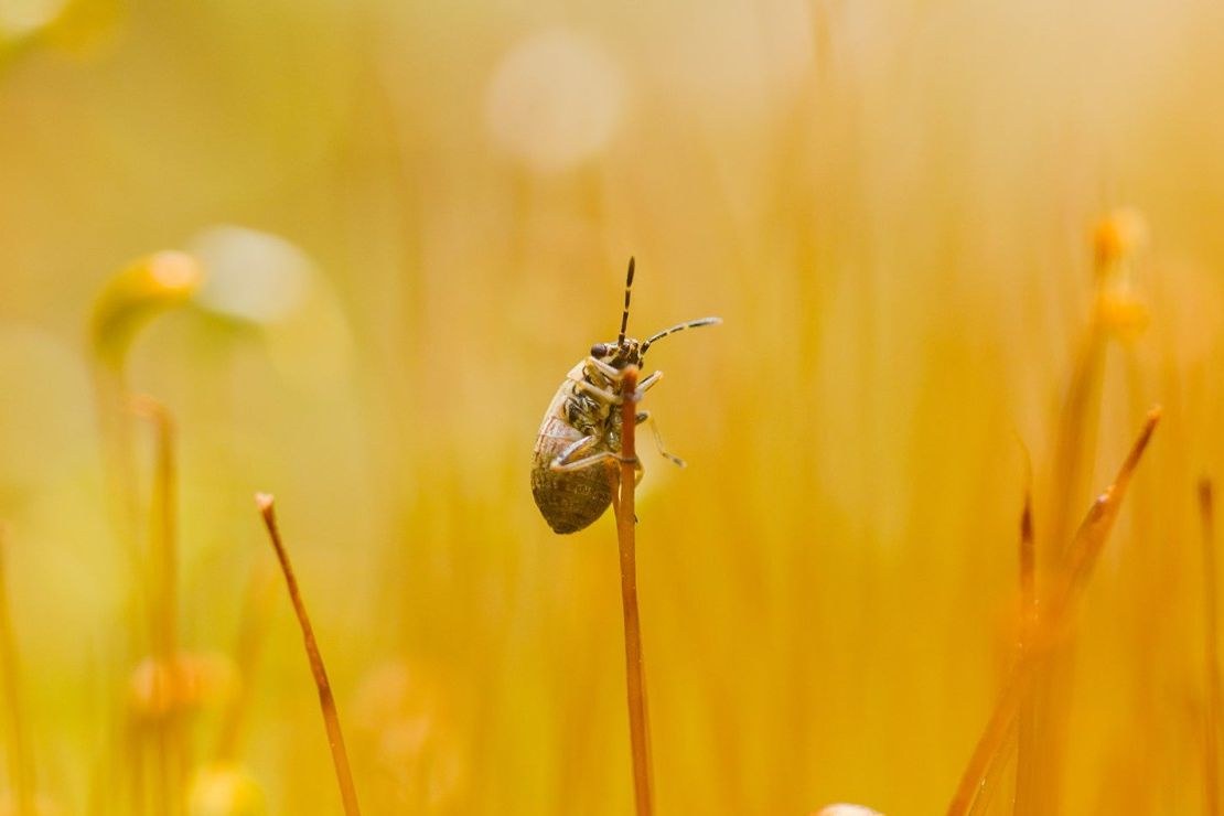 TTArtisan APS-C Macro 40mm F2.8 – Ukázky snímků
